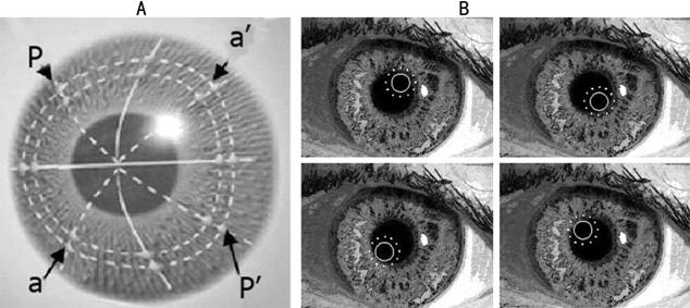 Alicia Galindo-Ferreiro1